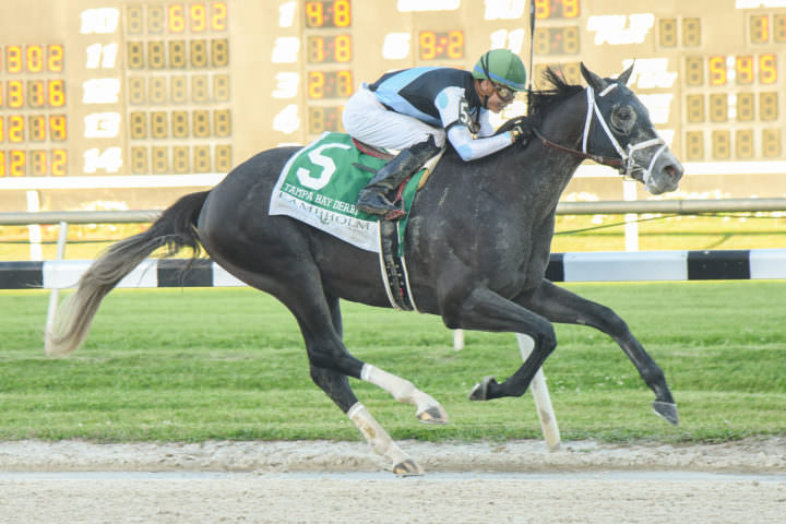 Tapwrit Tampa Bay Derby Win