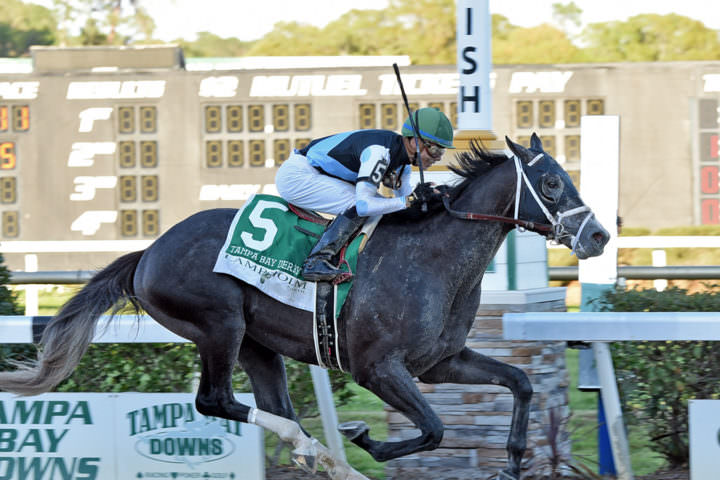 Road to the Derby: Tapwrit Tampa Bay Derby
