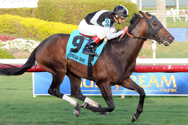 Amira's Prince Gulfstream Mac Diarmida