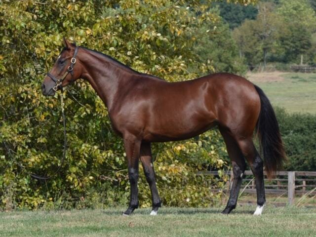 Le Havre Filly