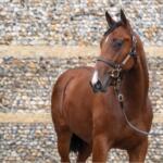 Vexing (GB)