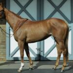 Cuban Flame (FR)